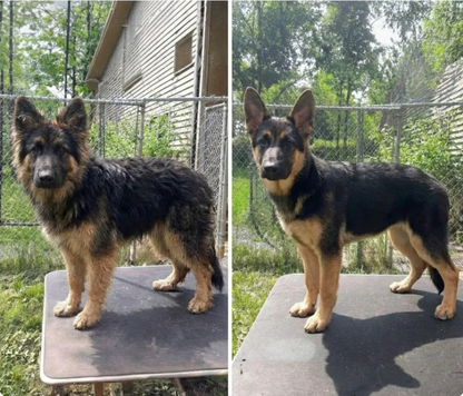 Rosalinda | Kit Toelettatura per Animali Domestici